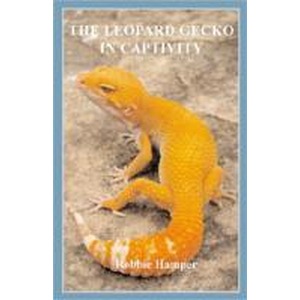 Orange leopard gecko on rocky ground with a banded tail.