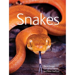 Close-up of an orange snake head with forked tongue, coiled on a dark surface.