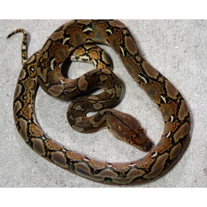 Brown patterned snake coiled on light gray surface, head near the center.
