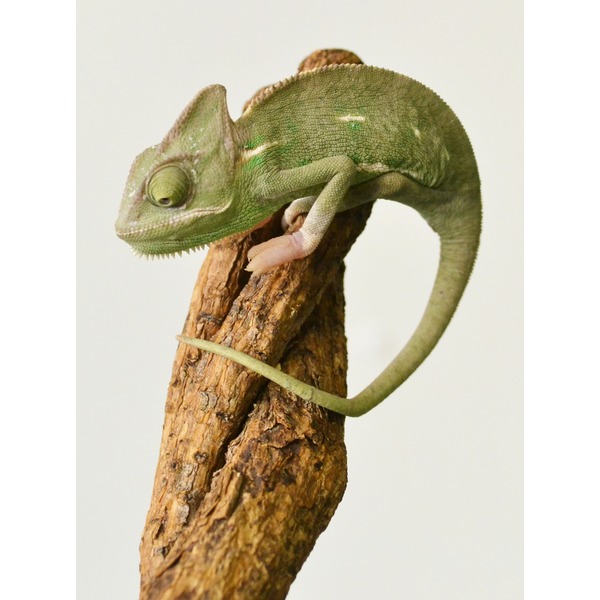 Green chameleon perched on a rough brown branch with its tail curled.