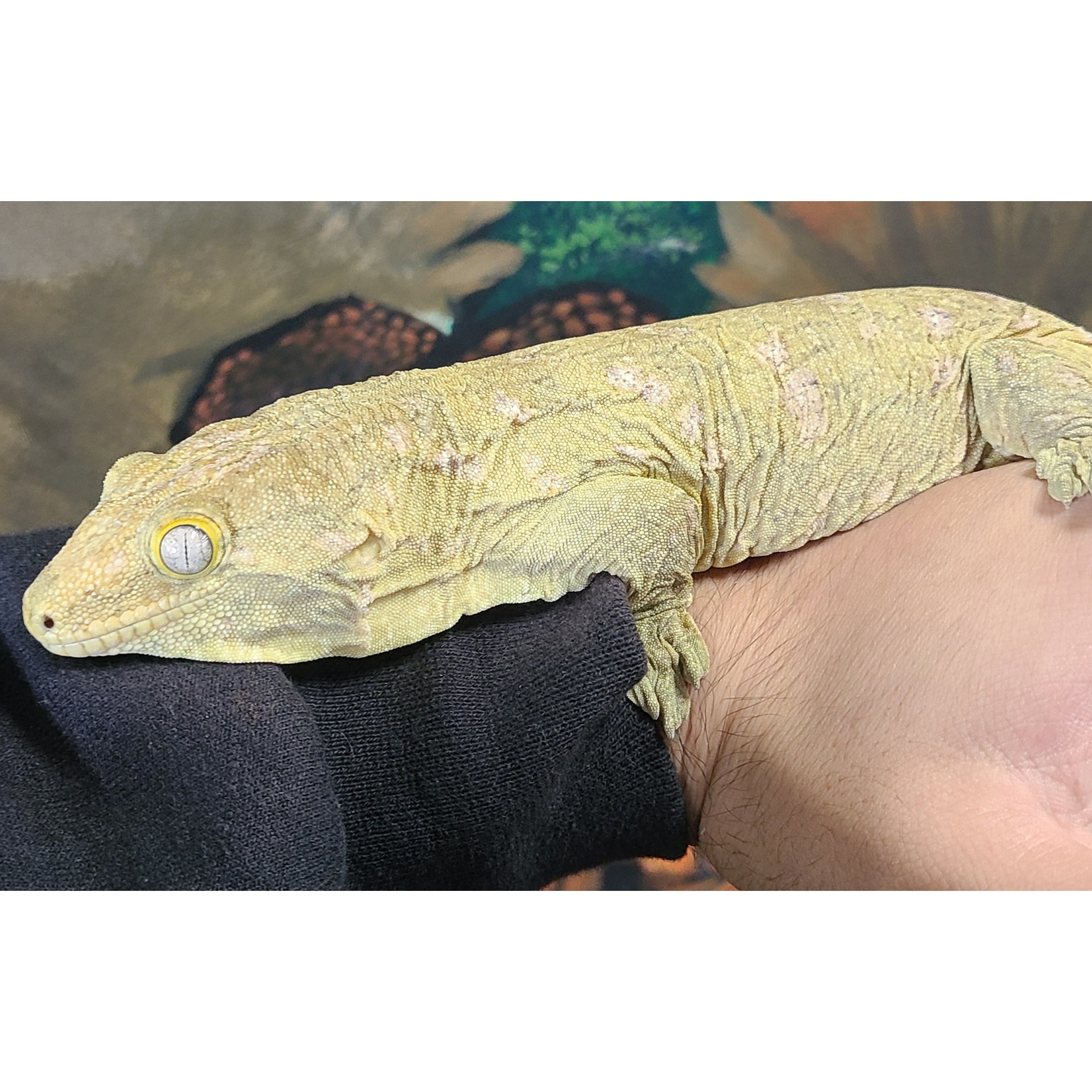 Yellow-green gecko perched on a forearm, textured scales and large yellow eye viewing forward.