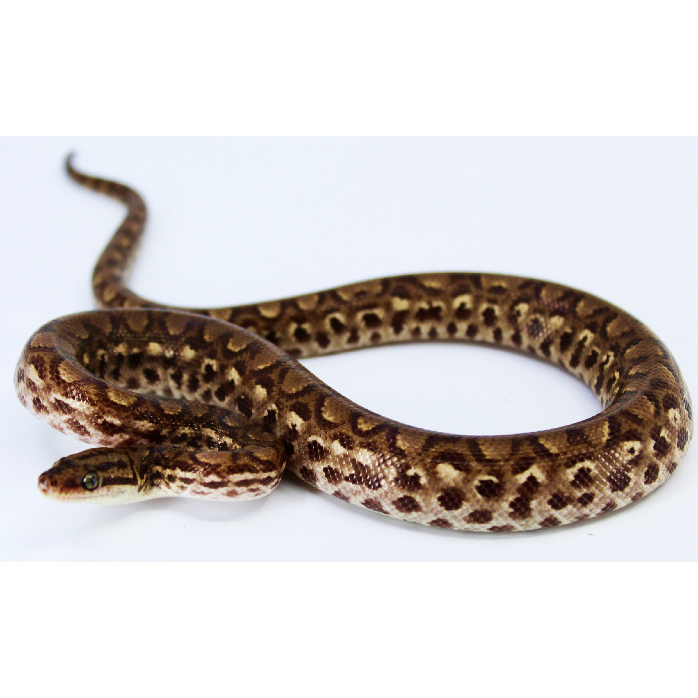 Brown patterned snake coiled on a white surface, head near front with a green eye.