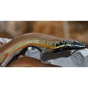 Close-up of a multicolored lizard with iridescent head, turquoise markings, and a bright orange stripe along its side.