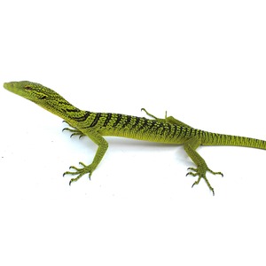 Bright green monitor lizard with black markings on a white background.
