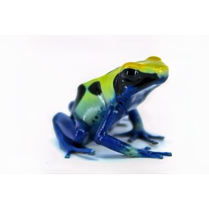 Bright blue frog with a green-yellow back and black spots perched.