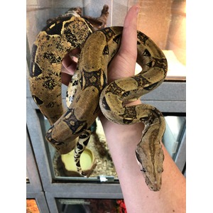 A large brown and black patterned snake coils around a person's forearm in a terrarium.