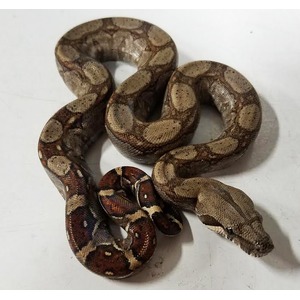 Coiled brown-patterned snake on a white surface.