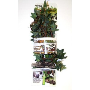 Potted tropical vine with dark green ivy-like leaves and a white label wrapped around the stem.