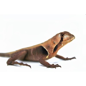 Brown lizard with rough, orange-brown scales, head raised and looking to the side on a white background.