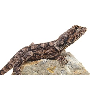 Brown camouflaged lizard with textured scales resting on a rough rocky surface.