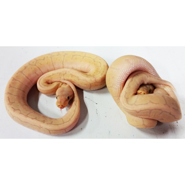 Two pale yellow snakes with pinkish markings coiled on a white surface, heads visible.