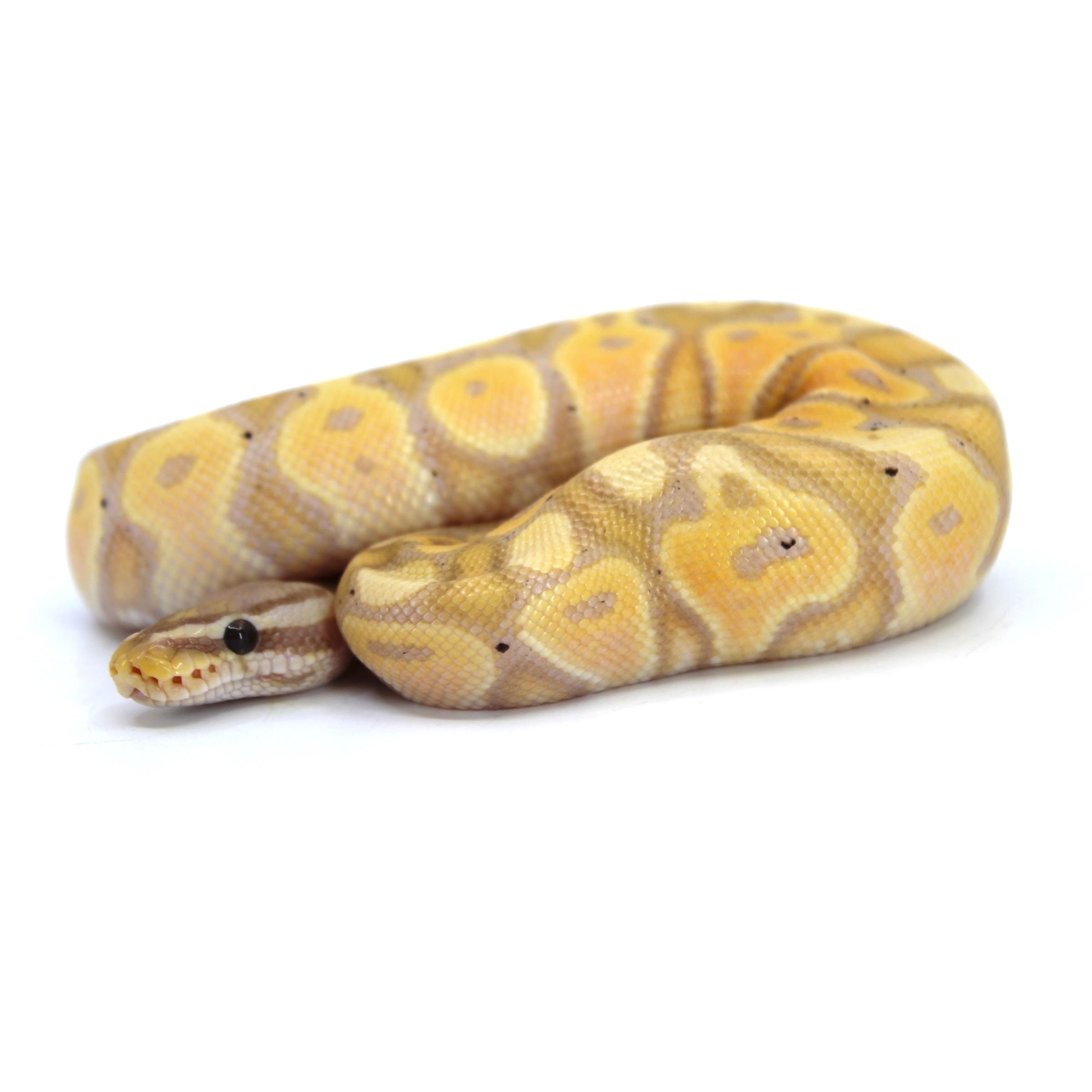 Coiled yellow and tan patterned snake on a white background.