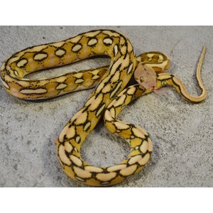Coiled yellow-brown patterned snake with dark markings on a gray textured surface.