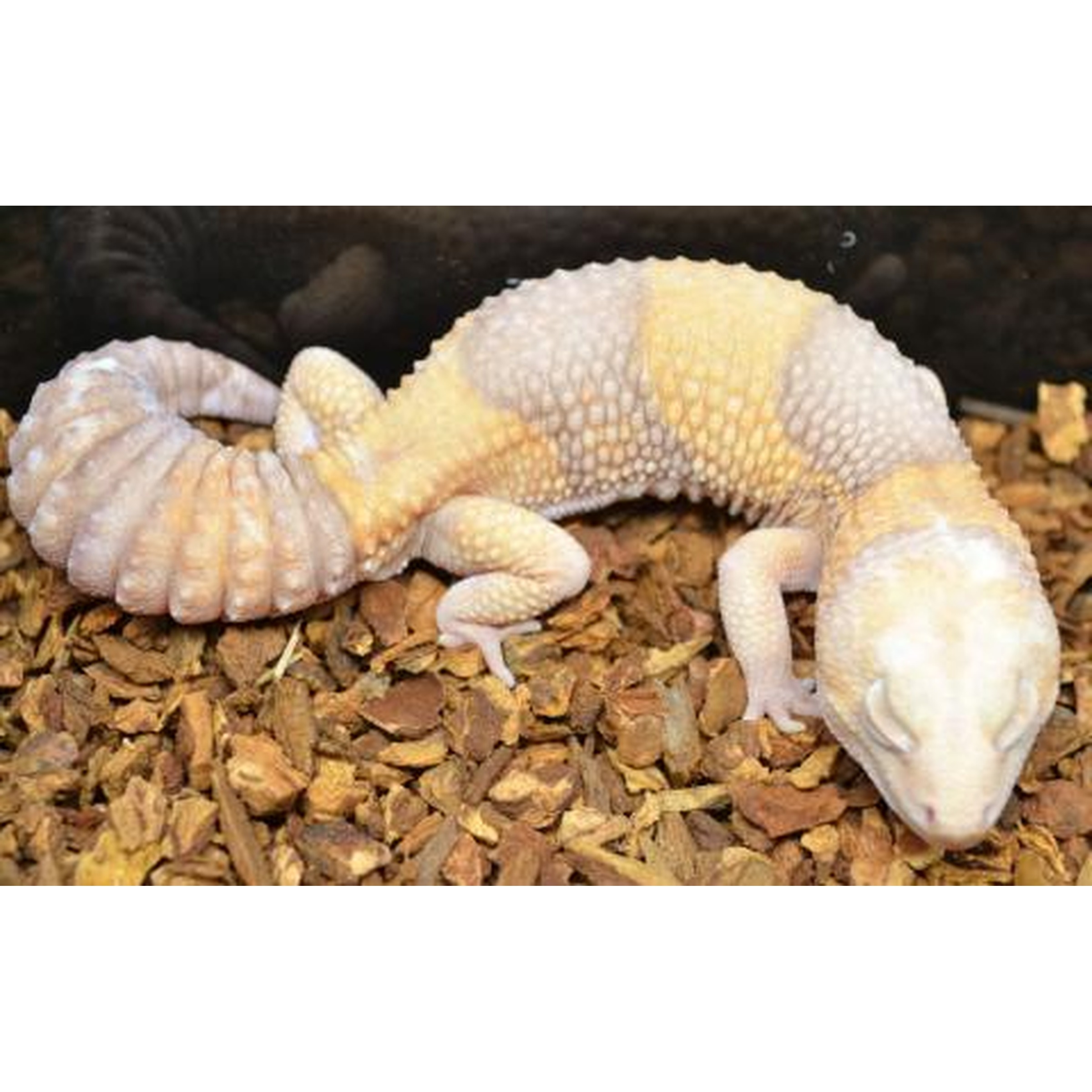 Pale leopard gecko with yellow and white banding resting on wood chips.