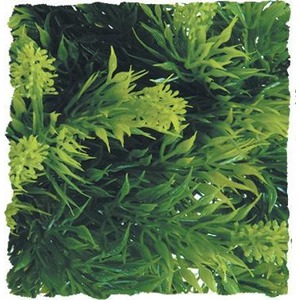 Dense aquatic plants with bright yellow-green new shoots among dark green feathery fronds.