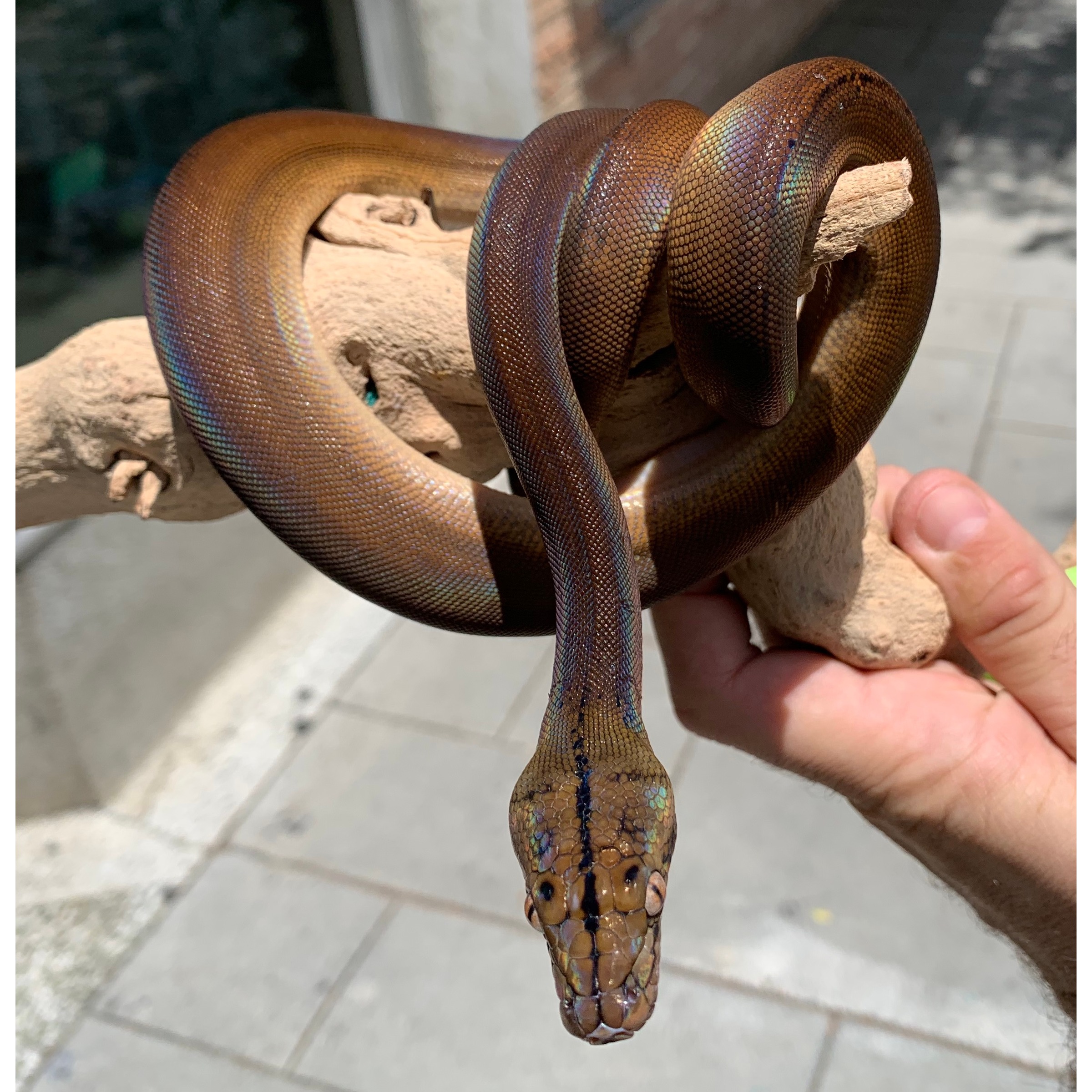 Brown iridescent snake coiled around a branch, held by a person, with its head facing the camera.