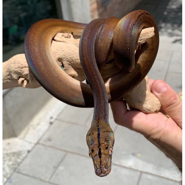 Brown iridescent snake coiled around a branch, held by a person, with its head facing the camera.