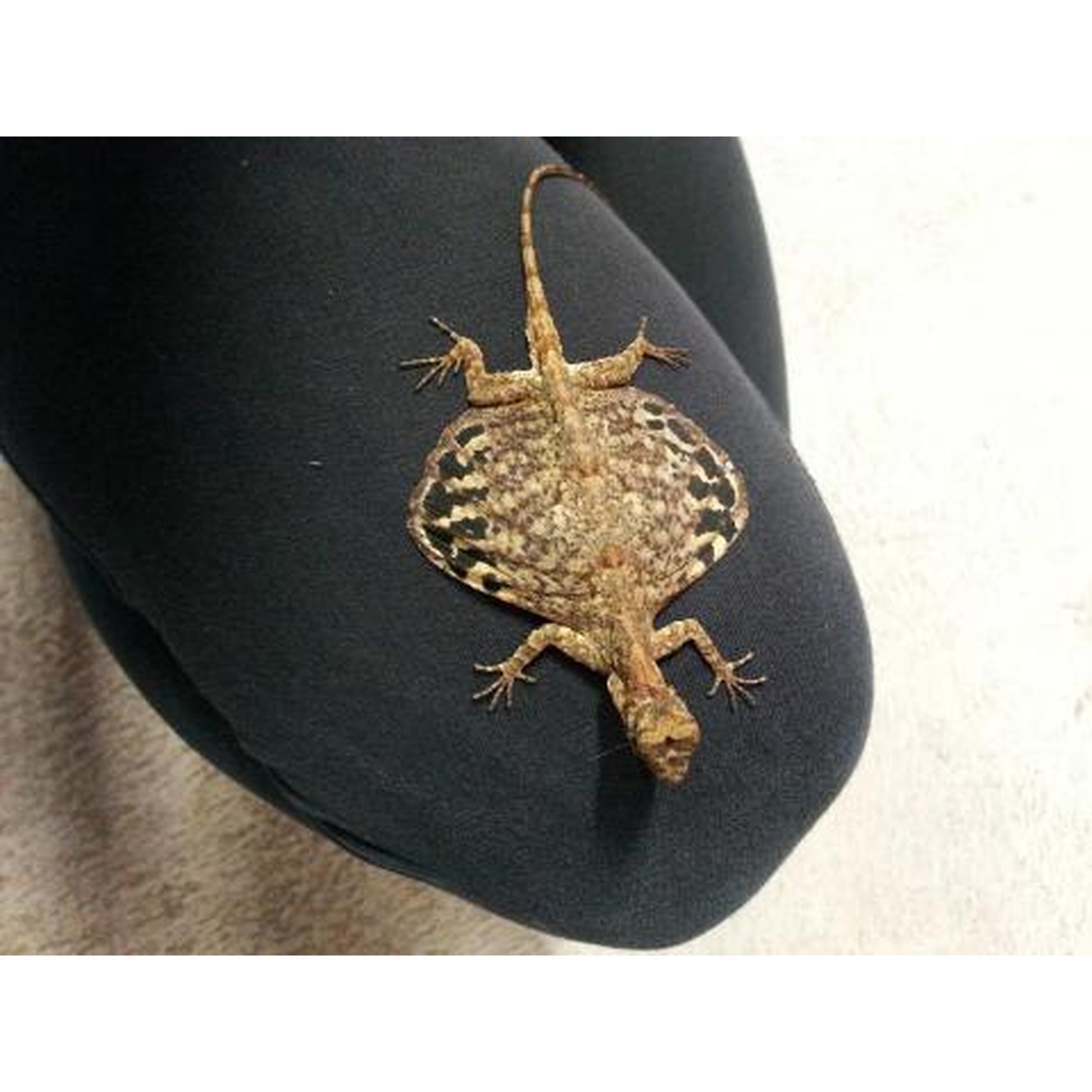 Brown patterned lizard clinging to dark fabric, tail curved upward.