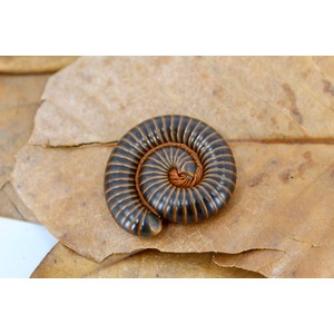 A dark brown millipede with orange rings coiled into a spiral on brown leaves.
