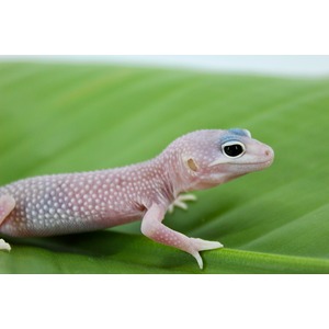Pink leopard gecko with blue markings above its eye and speckled skin on a green leaf.