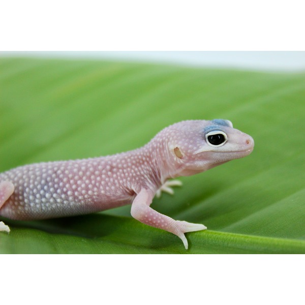 Pink leopard gecko with blue markings above its eye and speckled skin on a green leaf.
