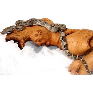 Camouflaged snake coiled around a weathered log on a white background.