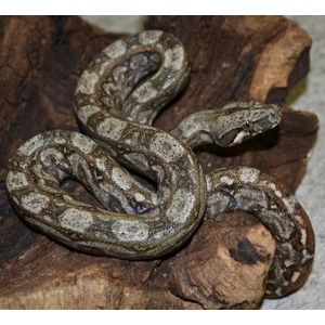 Coiled gray-and-white patterned snake resting on a brown log.