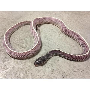 Pink-and-white patterned snake curled on a gray concrete floor, head darker.