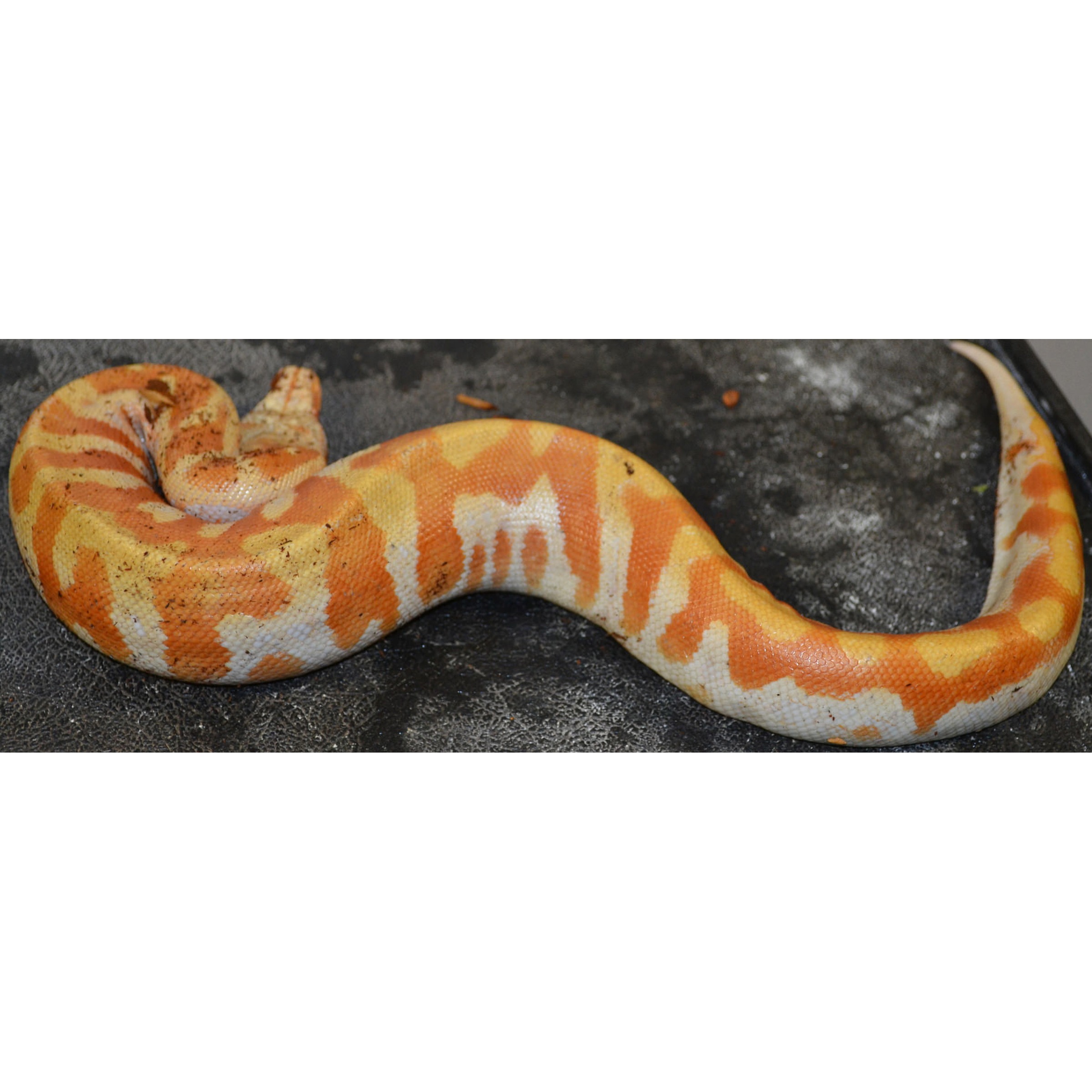 Orange and yellow patchwork snake coiled on a dark textured surface.