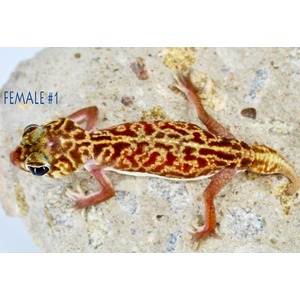 Leopard gecko with red-brown mottled pattern on a rock, pink legs, labeled Female #1.