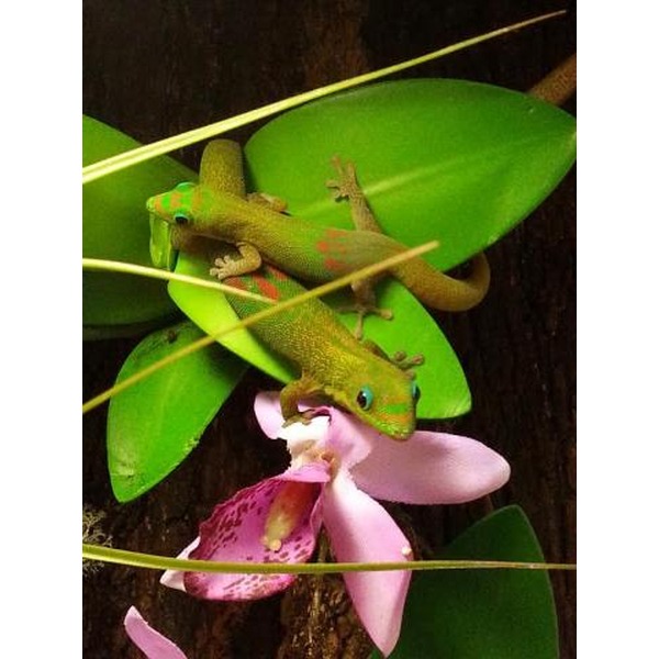 Two green geckos cling to pink orchid petals among glossy green leaves.