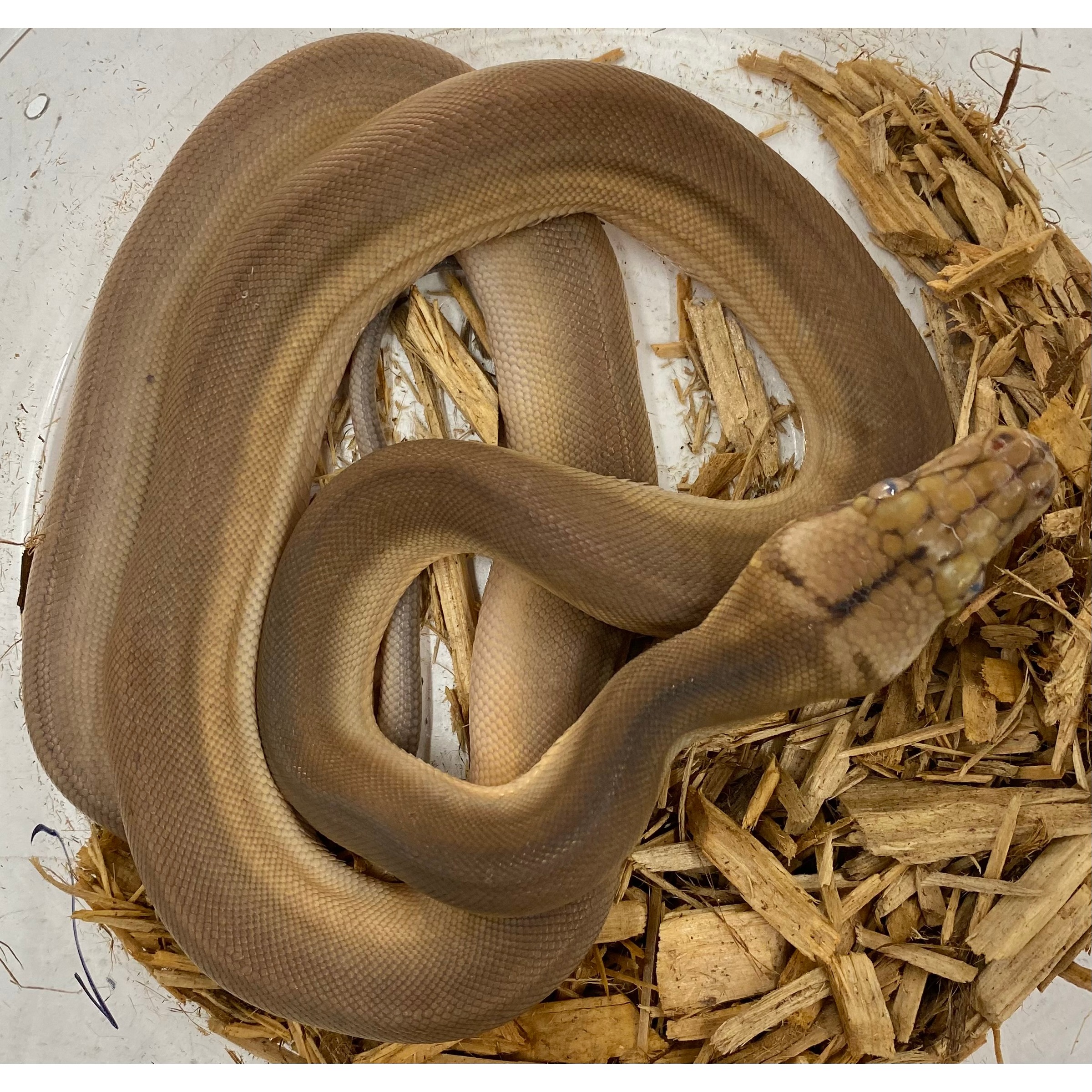 Baby Golden Child Orange Ghost Stripe Reticulated Pythons | LLLReptile