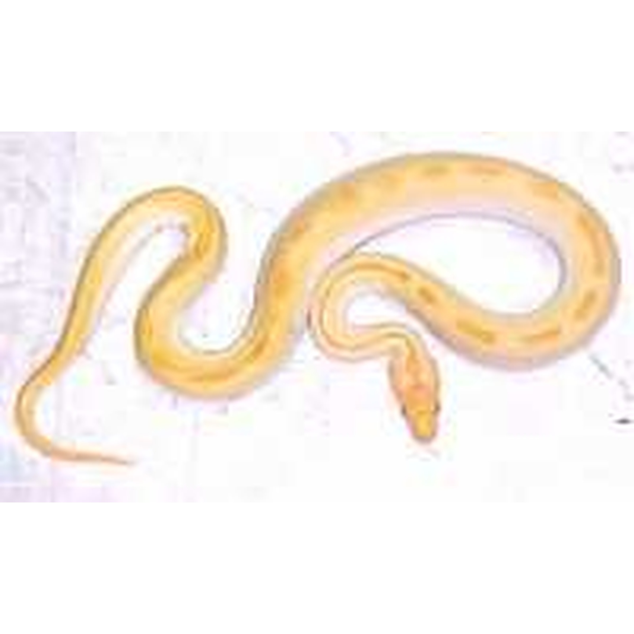 Yellow snake coiled and curling on a pale background.