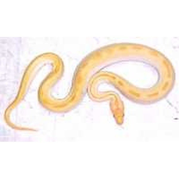 Yellow snake coiled and curling on a pale background.