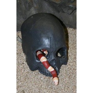 Dark skull on sand with a red and white striped snake entering its mouth.