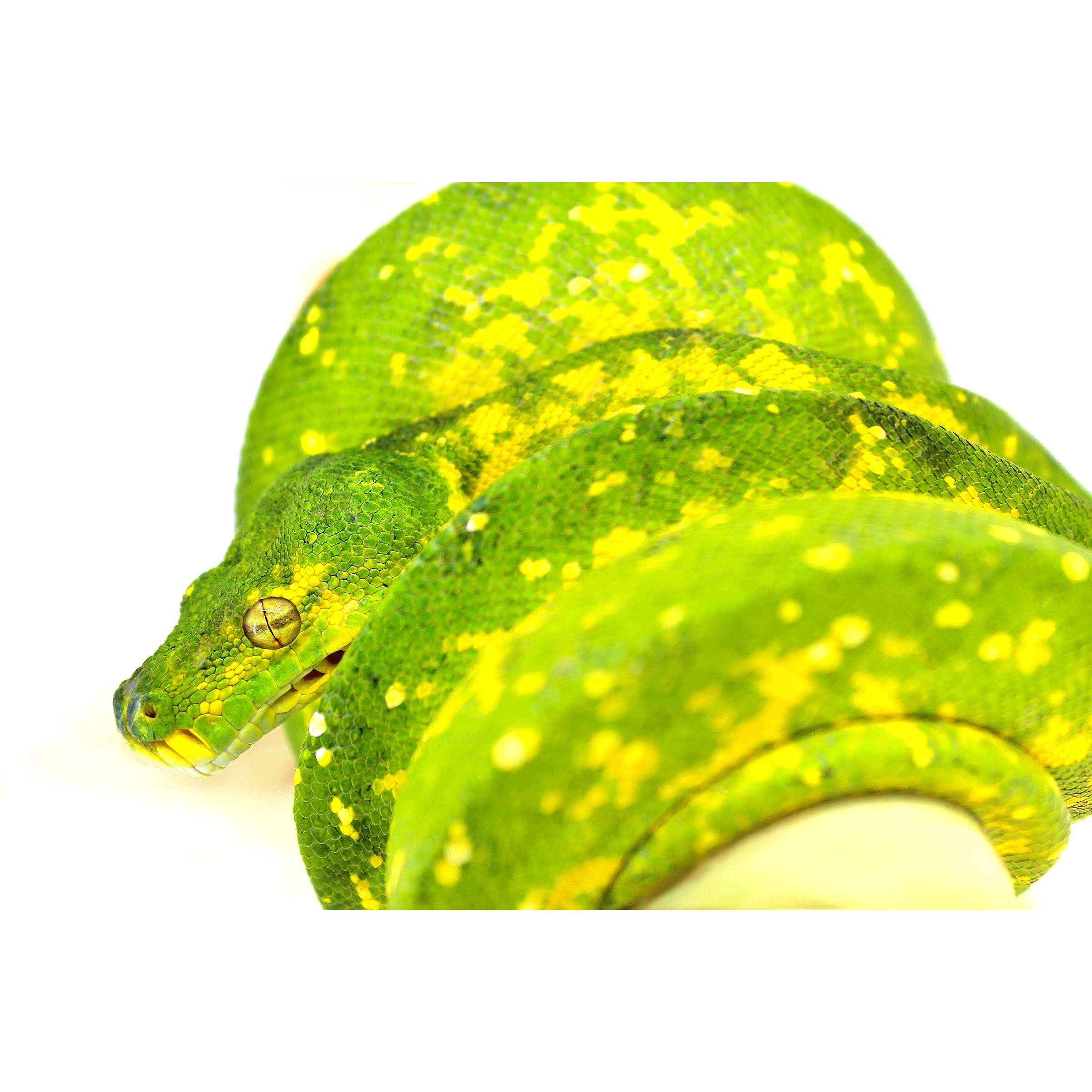 Close-up of a green snake with yellow blotches, coiled against a white background.