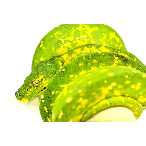 Close-up of a green snake with yellow blotches, coiled against a white background.