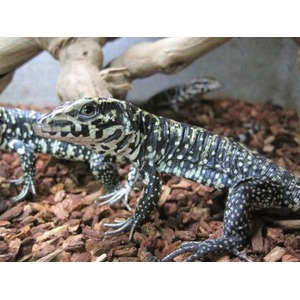 Young monitor lizard with dark body and yellow markings on wood chips.