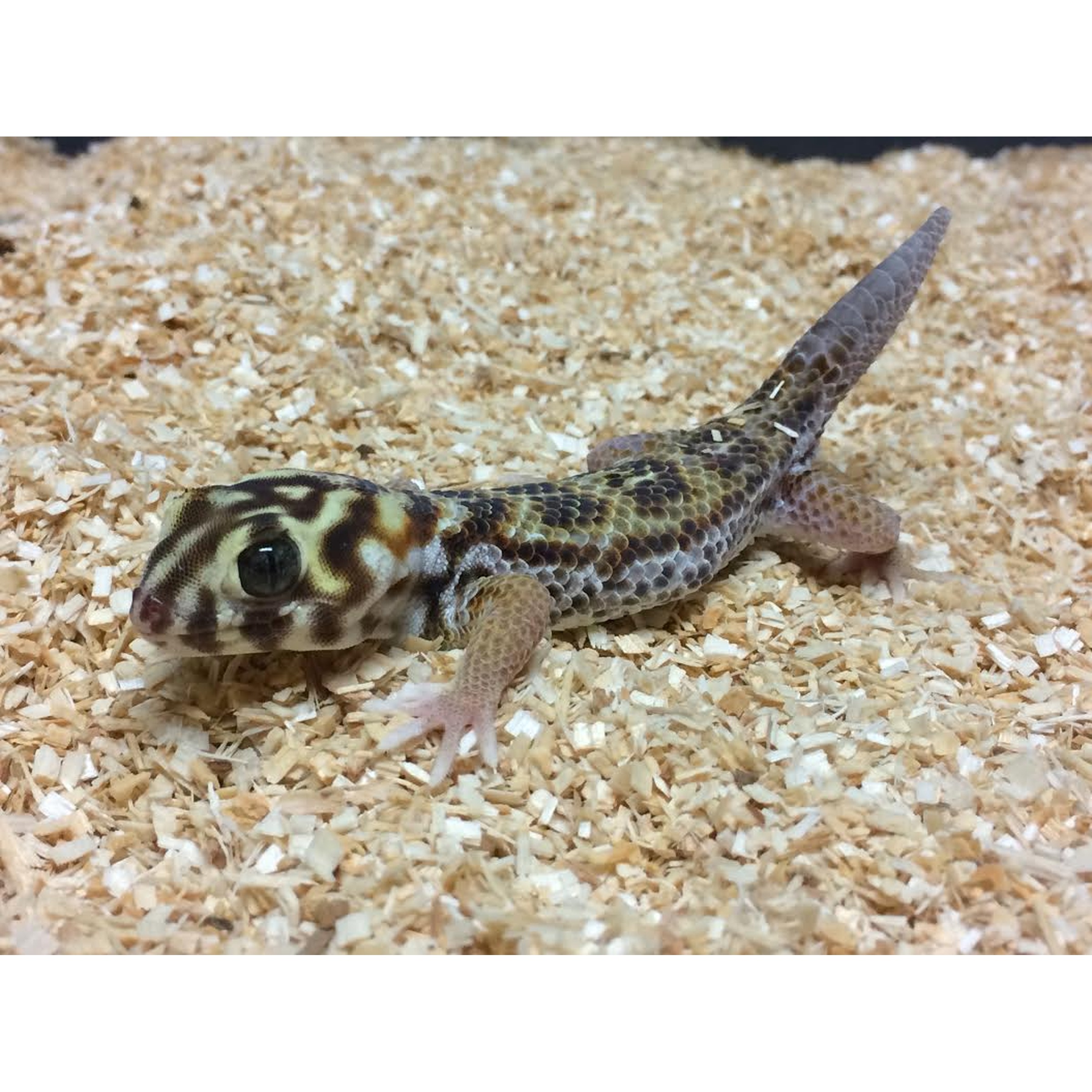 Young leopard gecko with yellow-brown pattern on wood shavings, large dark eyes, striped tail.
