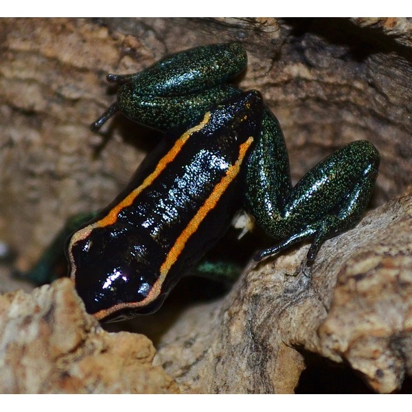 Iridescent green salamander with orange dorsal stripe resting on a rocky crevice.