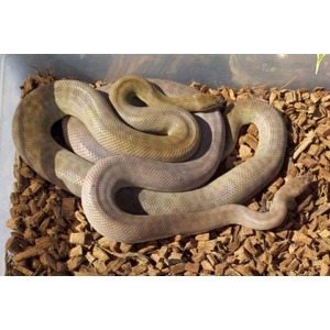 Coiled grey-brown snake resting on wood chips.