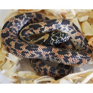 Coiled snake with intricate black, orange, and cream patterned scales among wood shavings.