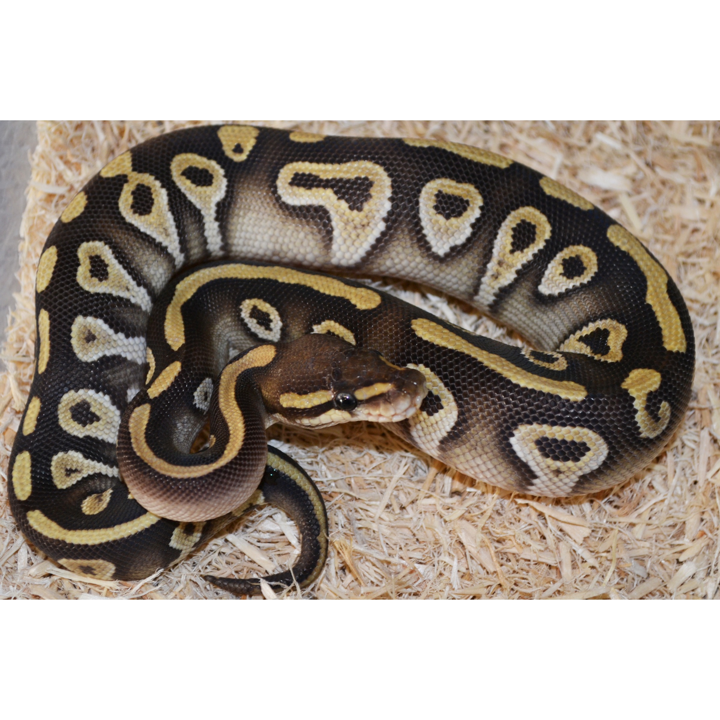 Coiled ball python with yellow and cream blotches on black scales resting on wood shavings.