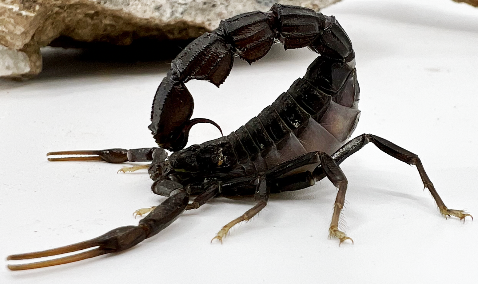 Black Fat Tailed Scorpions | LLLReptile