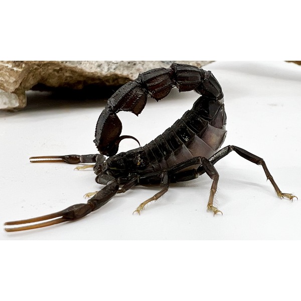Black scorpion with arched tail and outstretched pincers on a pale surface.