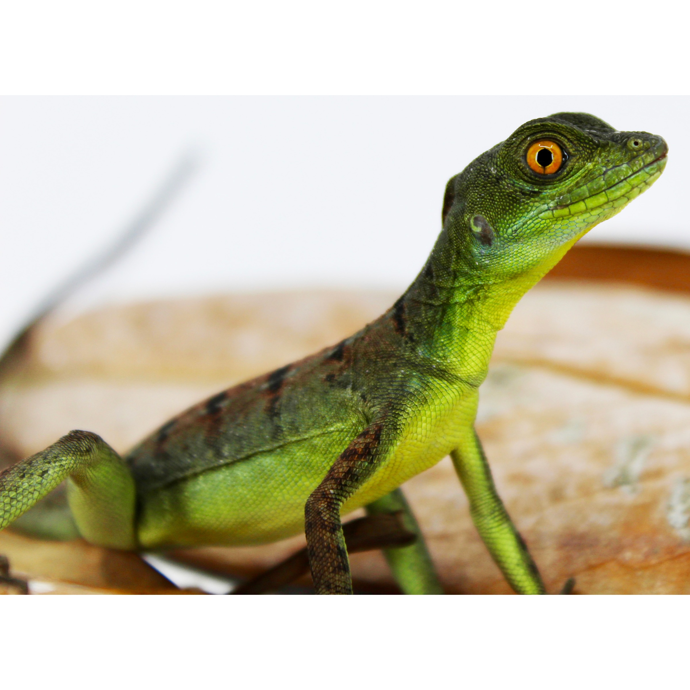 Close-up of a green lizard with orange eye and textured scales perched on wood.