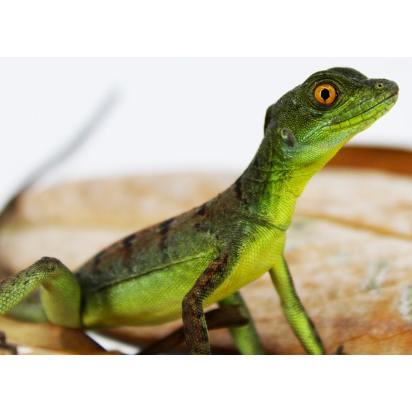 Close-up of a green lizard with orange eye and textured scales perched on wood.