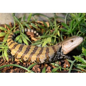 Striped lizard resting on soil among green plants with tan and brown bands along its body.