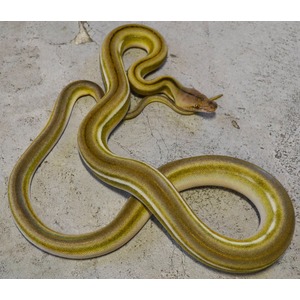 Olive-yellow banded snake coiled on a light concrete floor, head to the right.