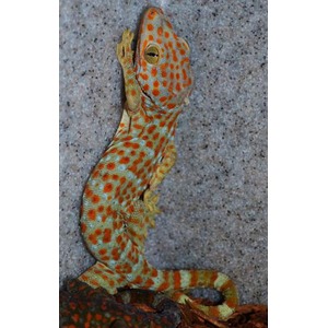 Leopard gecko with bright orange spots on pale body clinging to a gray rocky surface.